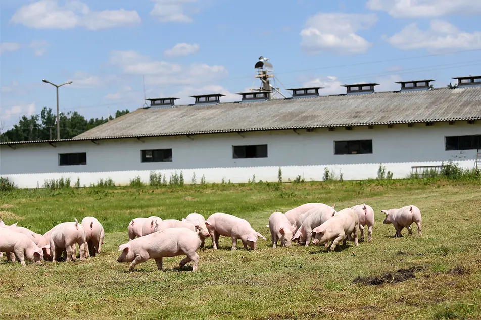 Moderne grisefarm lite ikke disse 6 gris utstyr