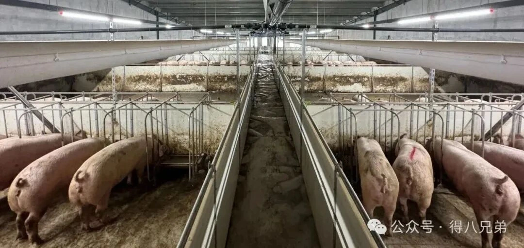 Lokale råvarer: Kjernesynergiene og verdifordelene ved flytende fôring i grisefarmer