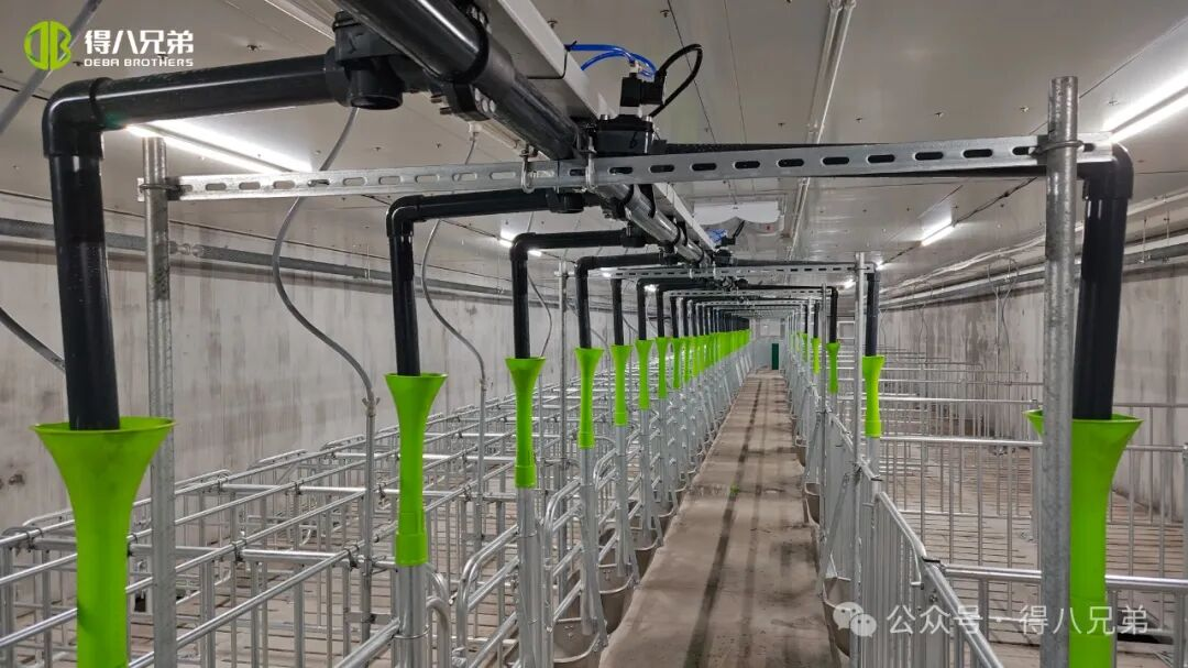 Deba Brother Licha Black Pig Avl og dyrking demonstrasjonsbase - Integrert drift av 2 000 purker, 50 000 årlig slakting, 67 000 kvadratmeter