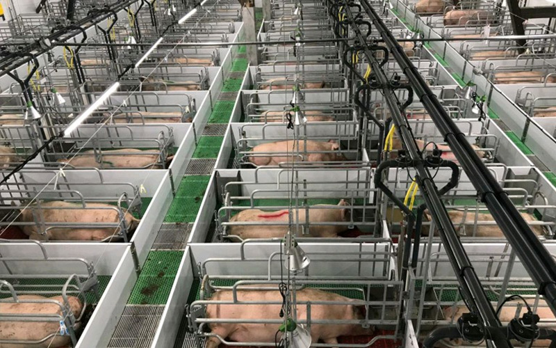 Nøyaktig ernæring og vitenskapelig ledelse: Styrk effektiv avl av drektige purker — Debabrother hjelper grisefarmer med å forbedre kvaliteten og effektiviteten