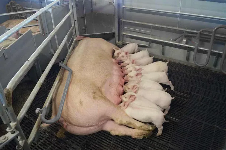 Global Pig Price Recovery styrker gårdsutstyrsinvesteringstilliten